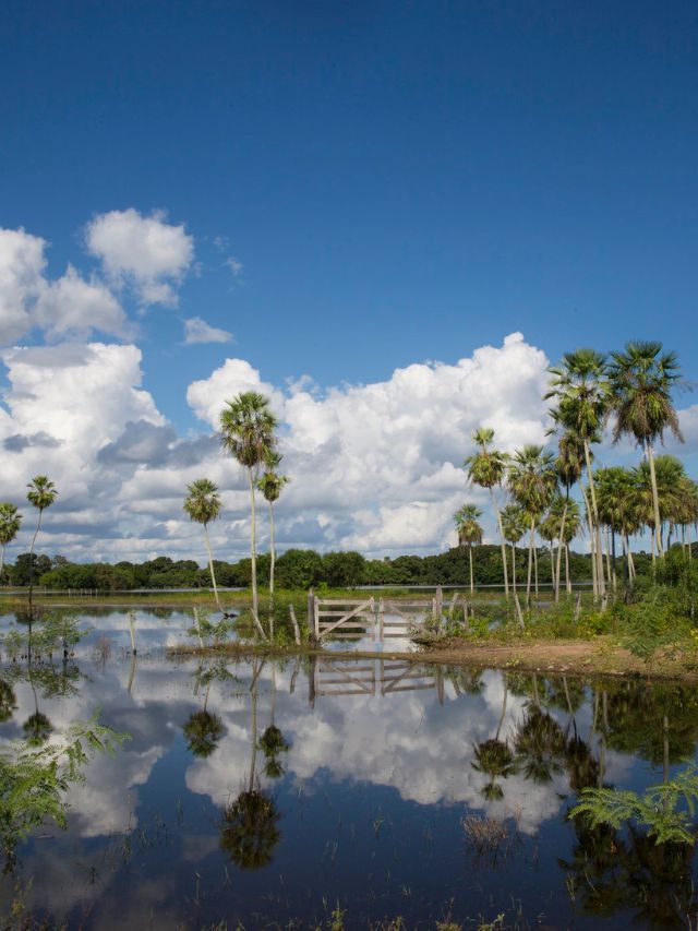 Planeje a sua viagem para o Pantanal